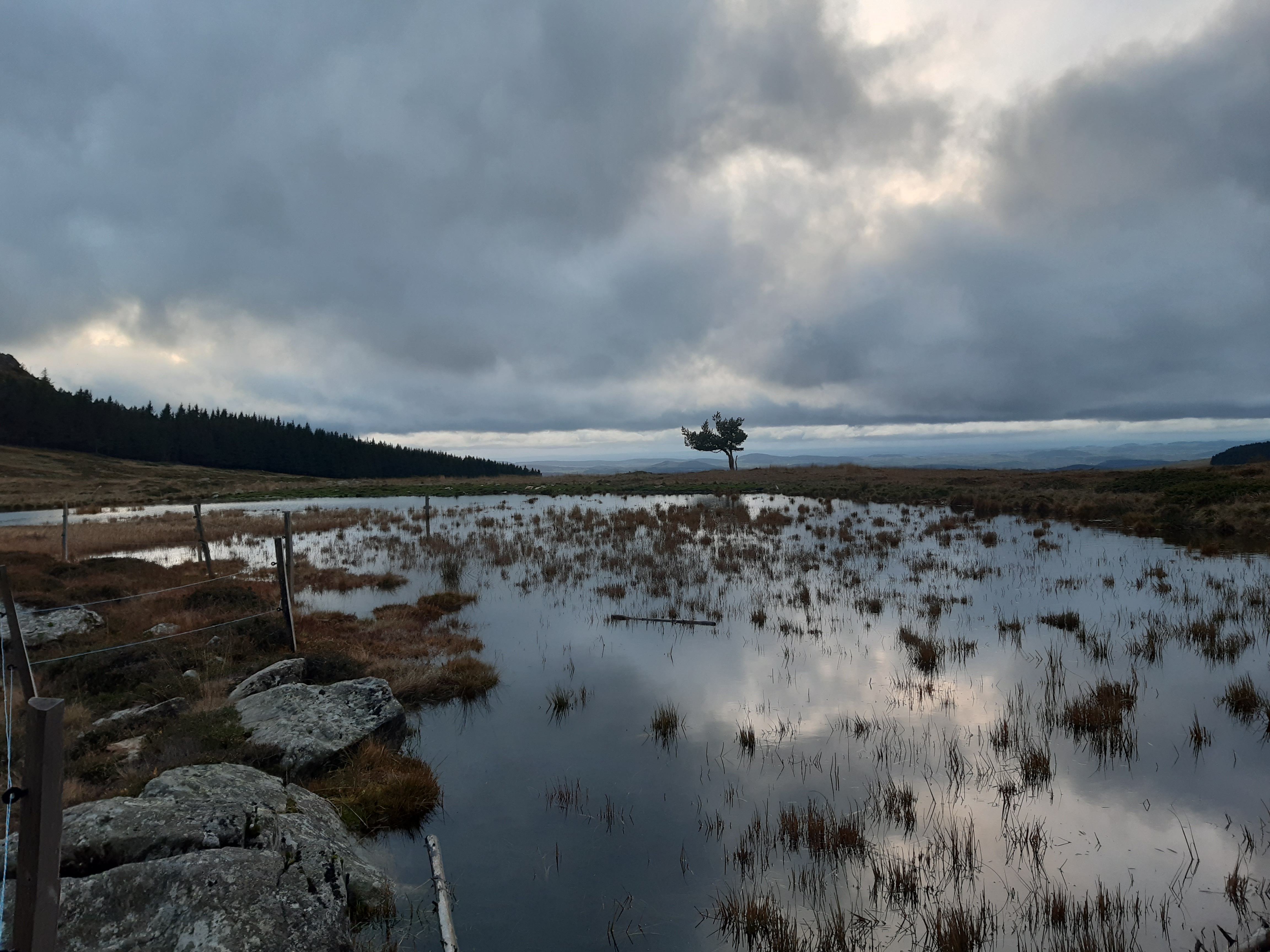 Paysage marécageux sous un ciel nuageux. Sur le ciel se détache un arbre unique. 